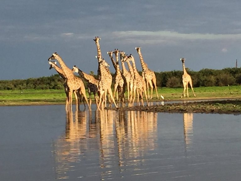 4-Day Nyerere Budget Safari